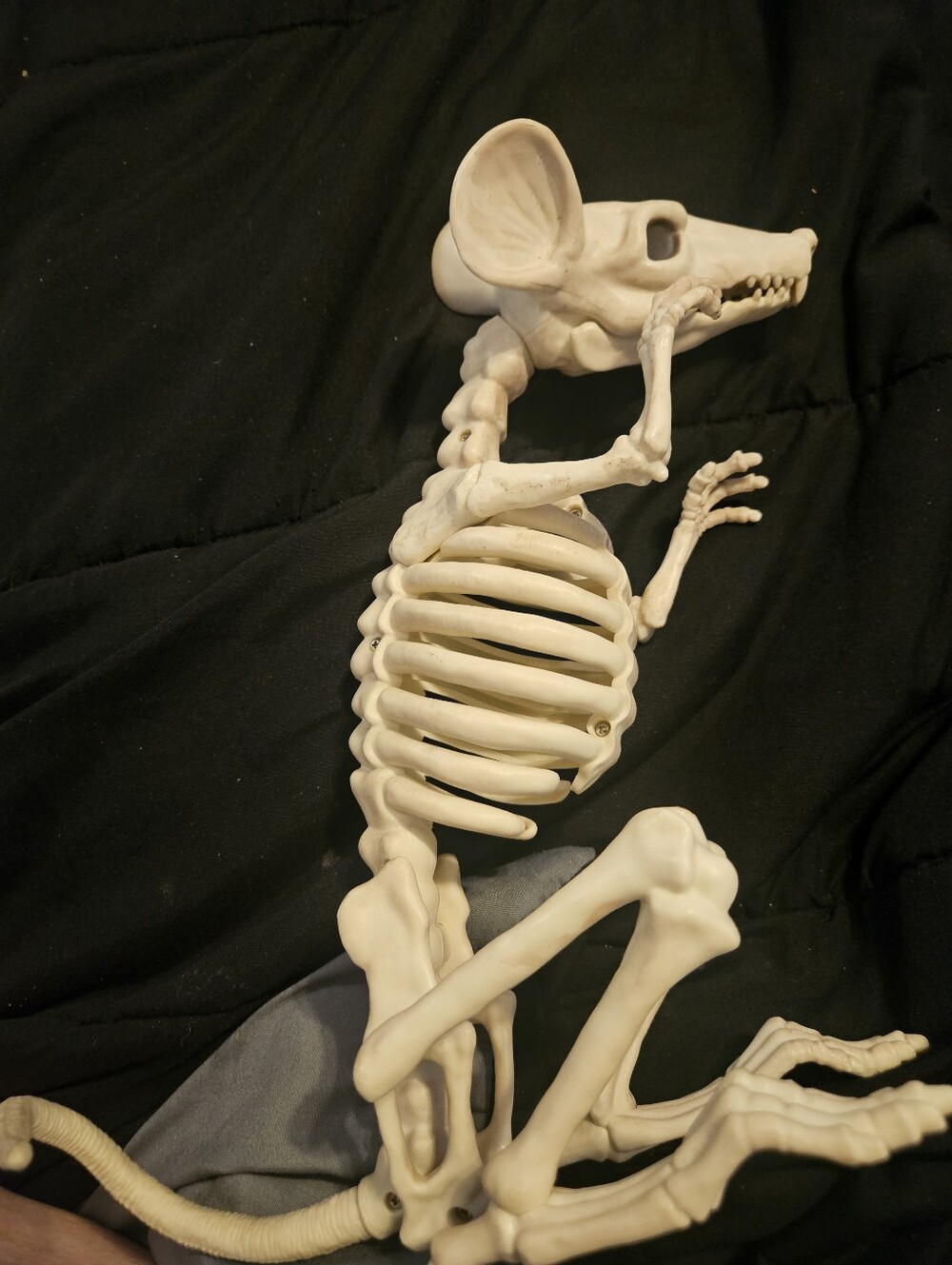 Halloween Decor Rat Skeleton